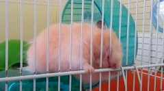 Křeček zmizuje klec, důvody, jak se odehrávat